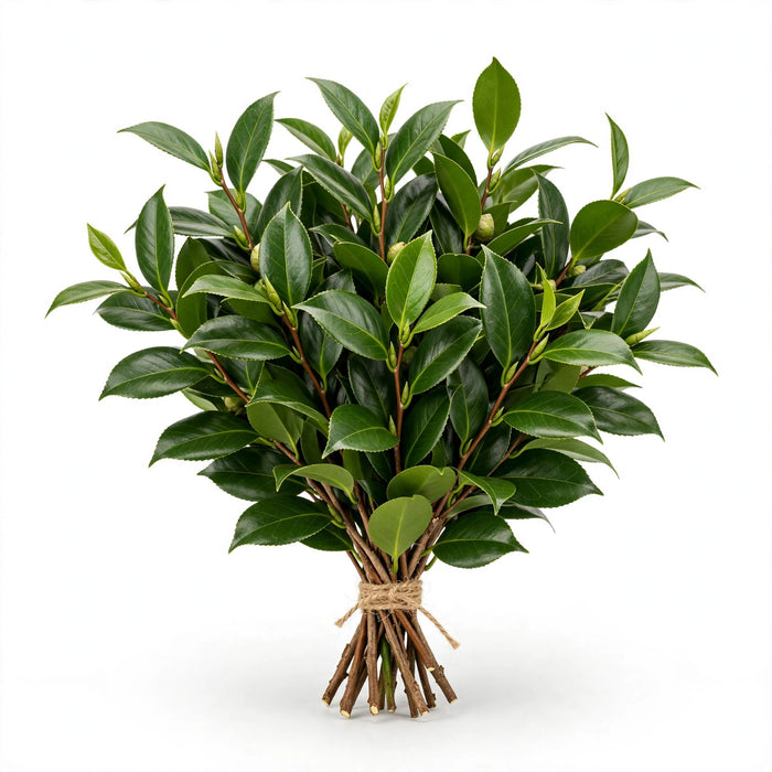 Camelia Foliage - 20 Bunches/Box