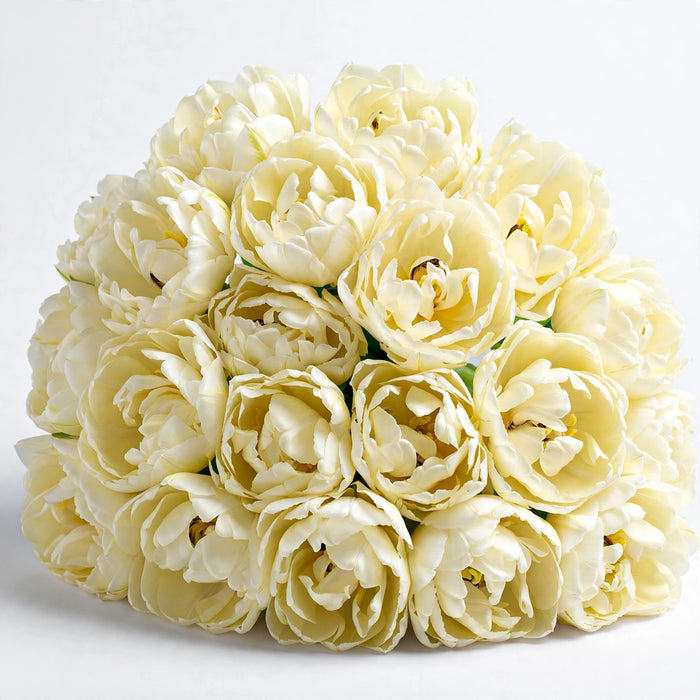 Tulip Collective - Double Avant Garde 37Cm 30Gr - Cream - 150 Stems