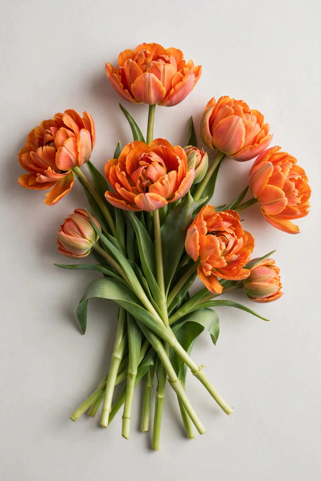 Tulip Collective - Double Monte Orange 37cm 35gr (50 STEMS / BX)