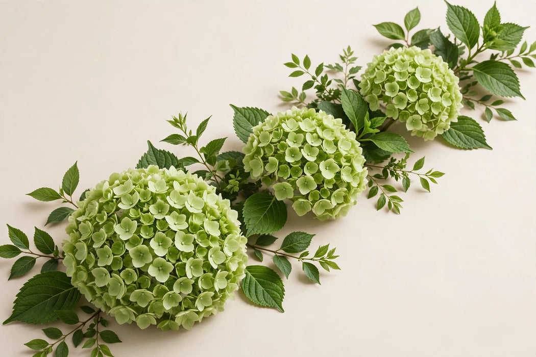 Hydrangea Classic Cannon Ball 60CM 20CM - Green - 30 Stems