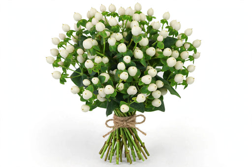 Hypericum White 60CM 9BU/BX