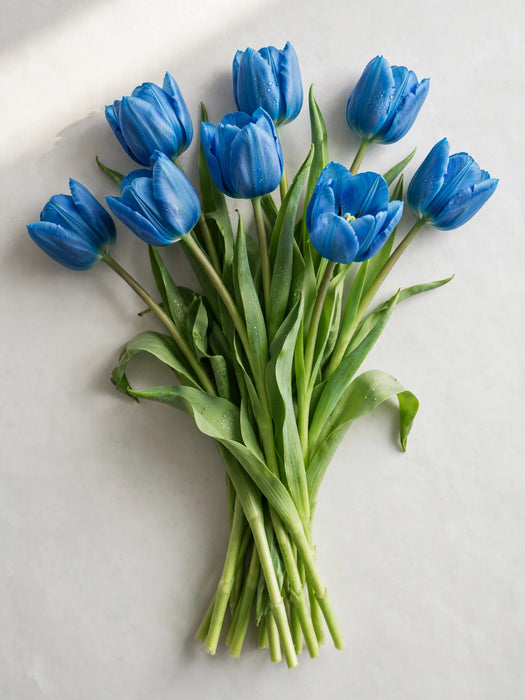 Tulip Collective - Dyed Blue Curacao 37cm 35gr (50 STEMS / BX)