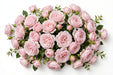 Next Day Delivery - ROSE LORENA SUMMERHOUSE 50cm 5cm 12st - Light Pink - 96 Stems [LIMITED]