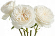 Next Day Delivery - ROSE WHITE O'HARA 60cm 6cm 25st - White - 100 Stems [LIMITED]