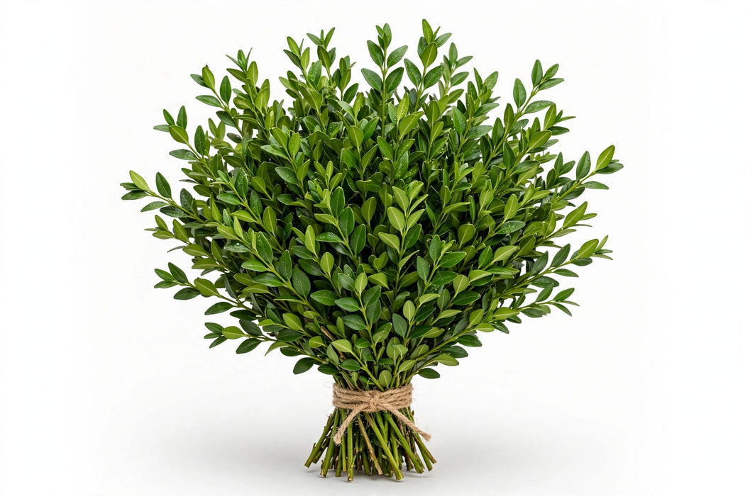 Boxwood Green - 20 Bunches/Box