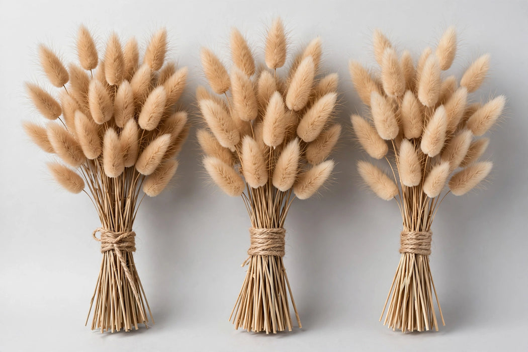 Dried Lagurus Bunny Tail Natural - 20 Bunches/Box