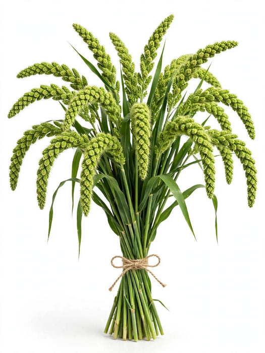Millet Green - 10 Bunches/Box