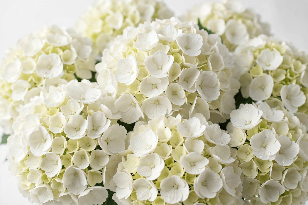 Next Day Delivery - HYDRANGEA WHITE PREMIUM 60cm 20cm - White - 30 Stems [LIMITED]