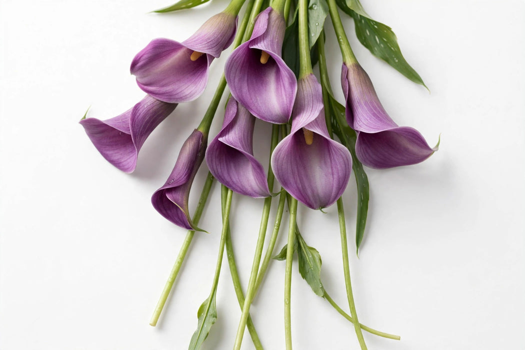 Next Day Delivery - CALLA MINI SUMATRA 50cm 10st - Purple - 70 Stems [LIMITED]