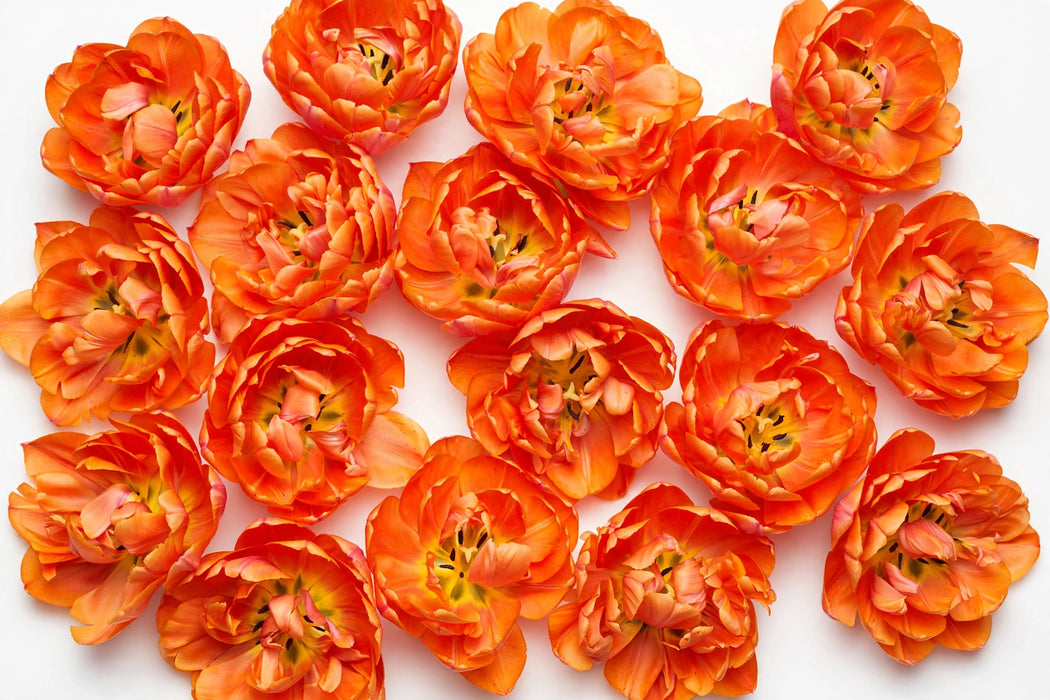 Tulip Collective - Double Monte Orange Ex - Orange - 150 Stems