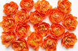 Tulip Collective - Double Monte Orange Ex - Orange - 150 Stems