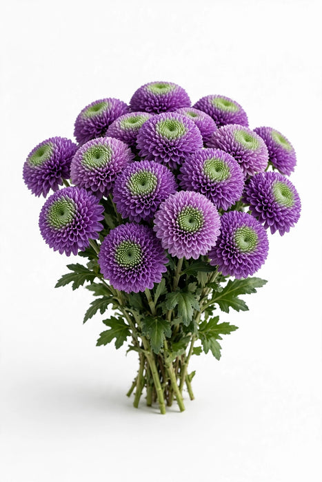 Next Day Delivery - POM NOVELTY BLUE OCEAN JADE 60cm 7st - Violet - 18 Stems [LIMITED]