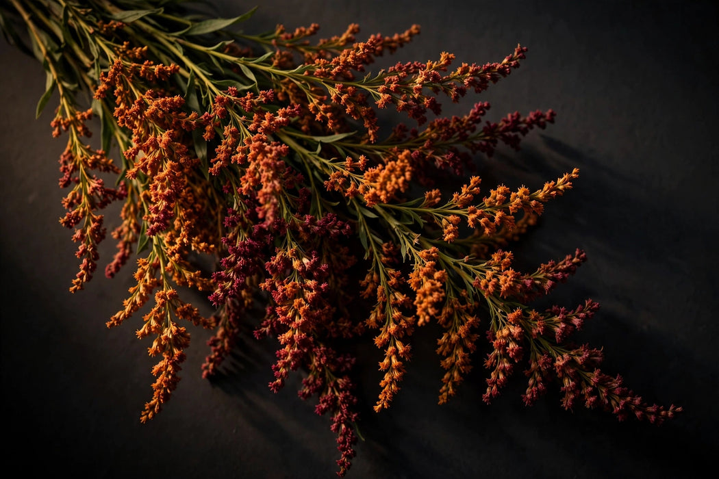 Next Day Delivery - Solidago Tinted Fall Mix 8BU/BX