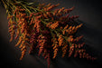 Next Day Delivery - Solidago Tinted Fall Mix 8BU/BX