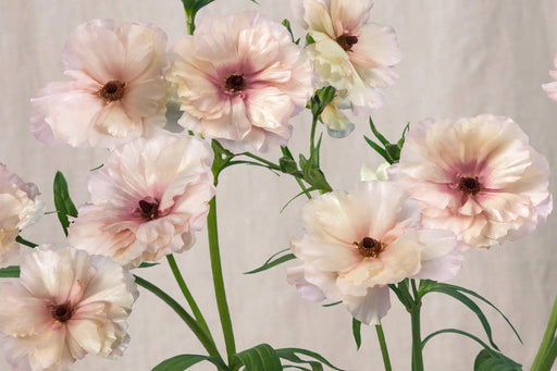 Ranunculus Flower Collection - Butterfly Ranunculus Assorted 40 Ariadne + 20 Eris + 20 Graces + 20 Minoan + 10 Mussa + 10 Phosphorus 50-60CM (120 STEMS / BX)