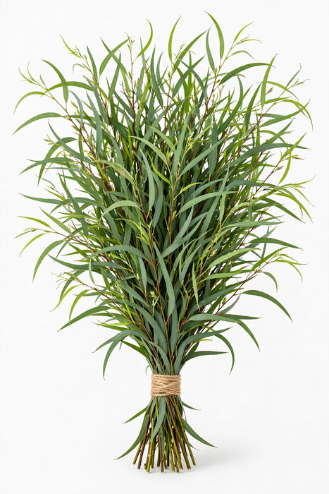 Feather Willow Eucalyptus 10 bu./bx