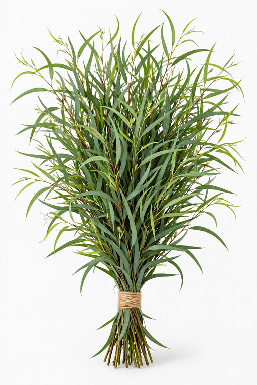Feather Willow Eucalyptus 10 bu./bx