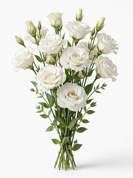 Next Day Delivery - Lisianthus White 60CM 8BU/BX