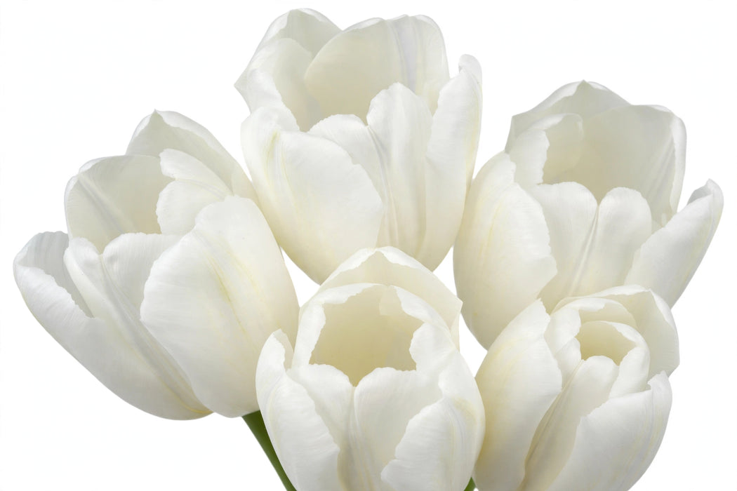 Tulip Collective - Snowboard Ex - White - 150 Stems