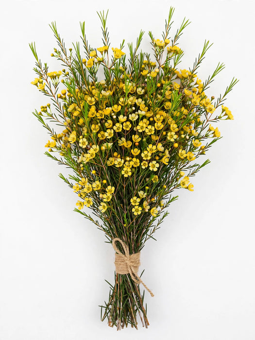 Waxflower Yellow 14BU/BX