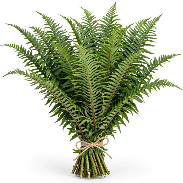 Sword Fern - 10 Bunches/Box