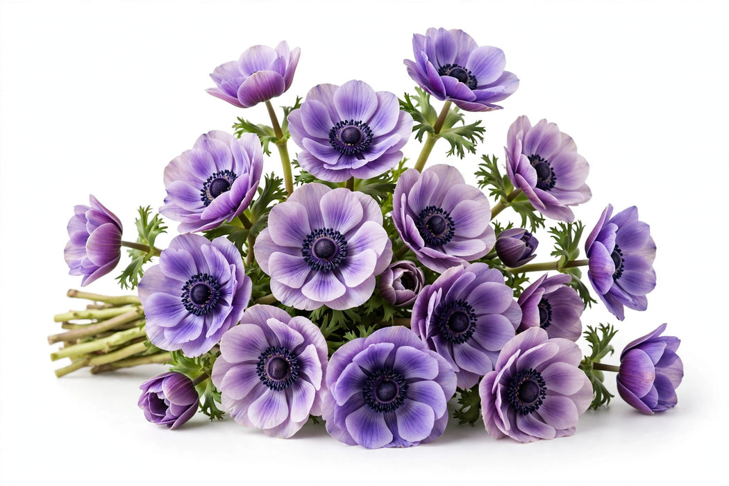 Next Day Delivery - ANEMONE SOFT PURPLE 35cm 10st - Bicolor Purple - 120 Stems [LIMITED]