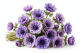 Next Day Delivery - ANEMONE SOFT PURPLE 35cm 10st - Bicolor Purple - 120 Stems [LIMITED]