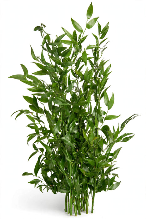Next Day Delivery - RUSCUS ITALY 80cm 200gr - Green - 25 Stems [LIMITED]