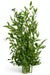 Next Day Delivery - RUSCUS ITALY 80cm 200gr - Green - 25 Stems [LIMITED]