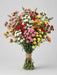 Mini Carnation Assorted - 15 Bunches