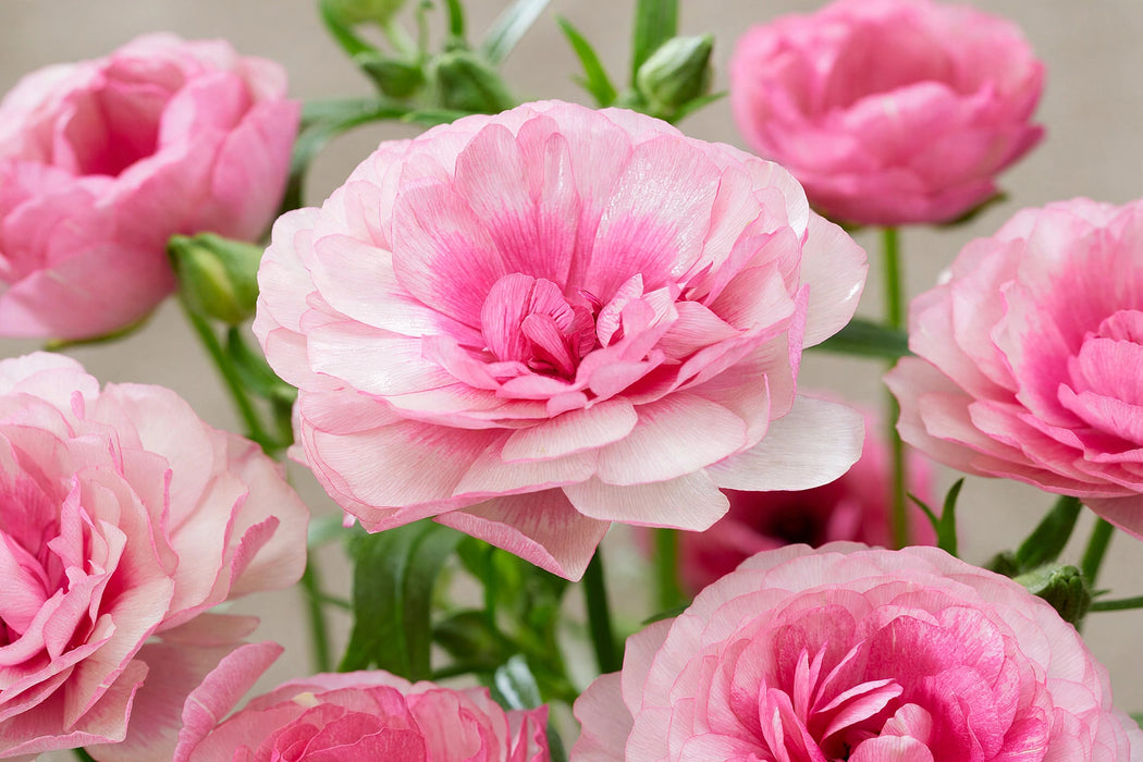 Ranunculus Flower Collection - Butterfly Ranunculus Hera Pink 40-50CM (120 STEMS / BX)