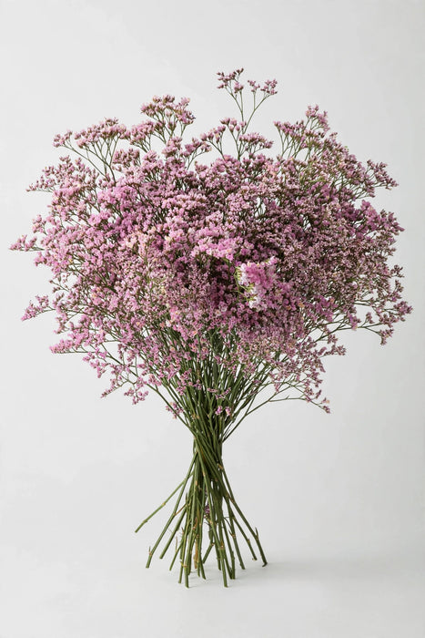 Next Day Delivery - Limonium Oshi Pink 60CM 13BU/BX