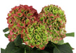 Hydrangea Classic Verena Green/red 60CM 18CM - Bicolor Green-Red - 10 Stems