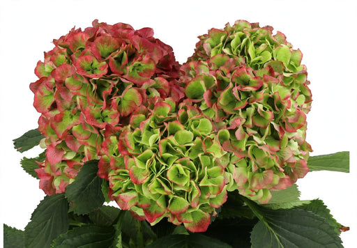 Hydrangea Classic Verena Green/red 80CM 20CM - Bicolor Green-Red - 20 Stems