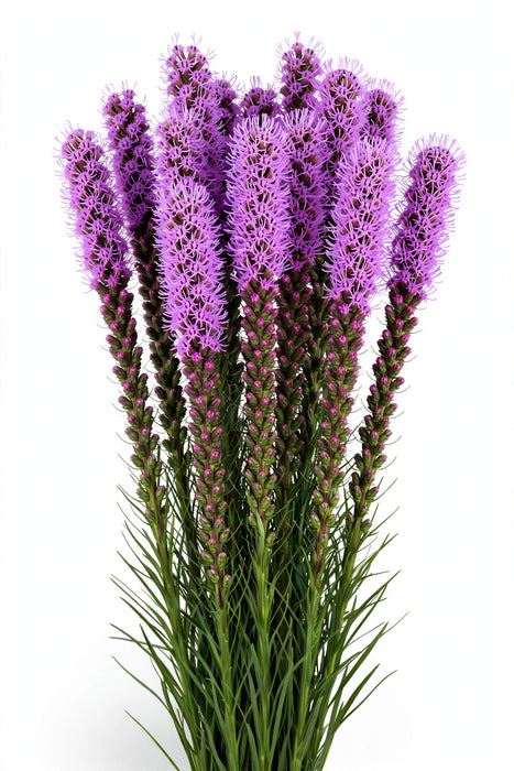 Next Day Delivery - LIATRIS PERU 80cm 10st - Purple - 150 Stems [LIMITED]