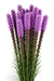 Next Day Delivery - LIATRIS PERU 80cm 10st - Purple - 150 Stems [LIMITED]