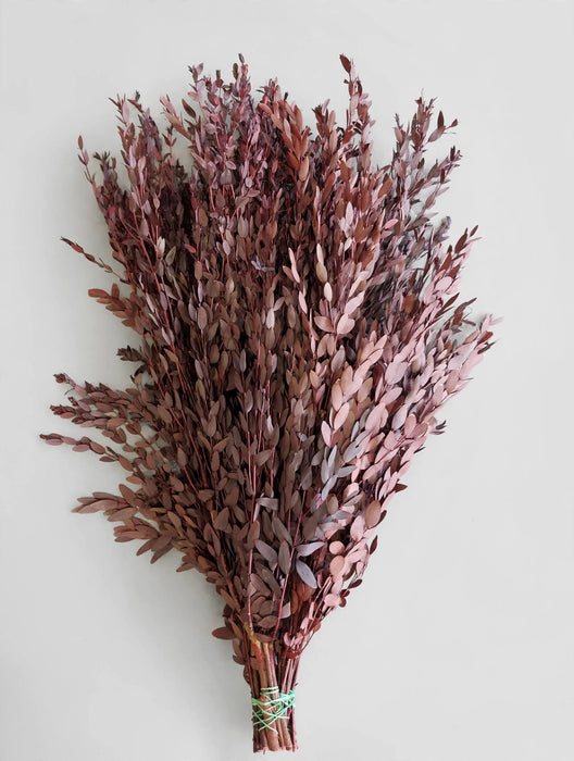 Italian Preserved - Euc Parvifolia Red - 20 Bunches / Box (Mix & Match)