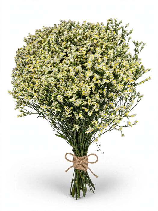 Limonium Pinna Colada 70cm - 13 Bunches/Box