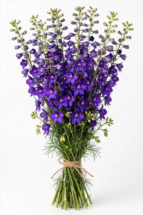 Larkspur Purple 90CM 12BU/BX