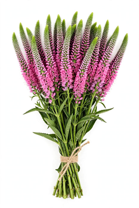 Veronica Splash Pink 60cm - 10 Bunches/Box