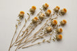 Next Day Delivery - Dried Carthamus Natural 20BU/BX