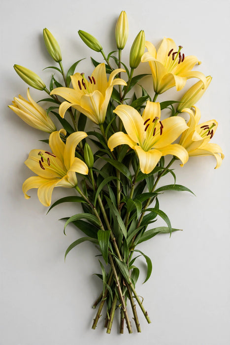 Next Day Delivery - Oriental Lilies Yellow 3/5BL 60ST/BX