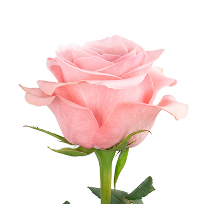 Smart Buy $2.25/Stem Farm Direct BE SWEET (100 STEMS) - U.S. Delivery Coast to Coast.