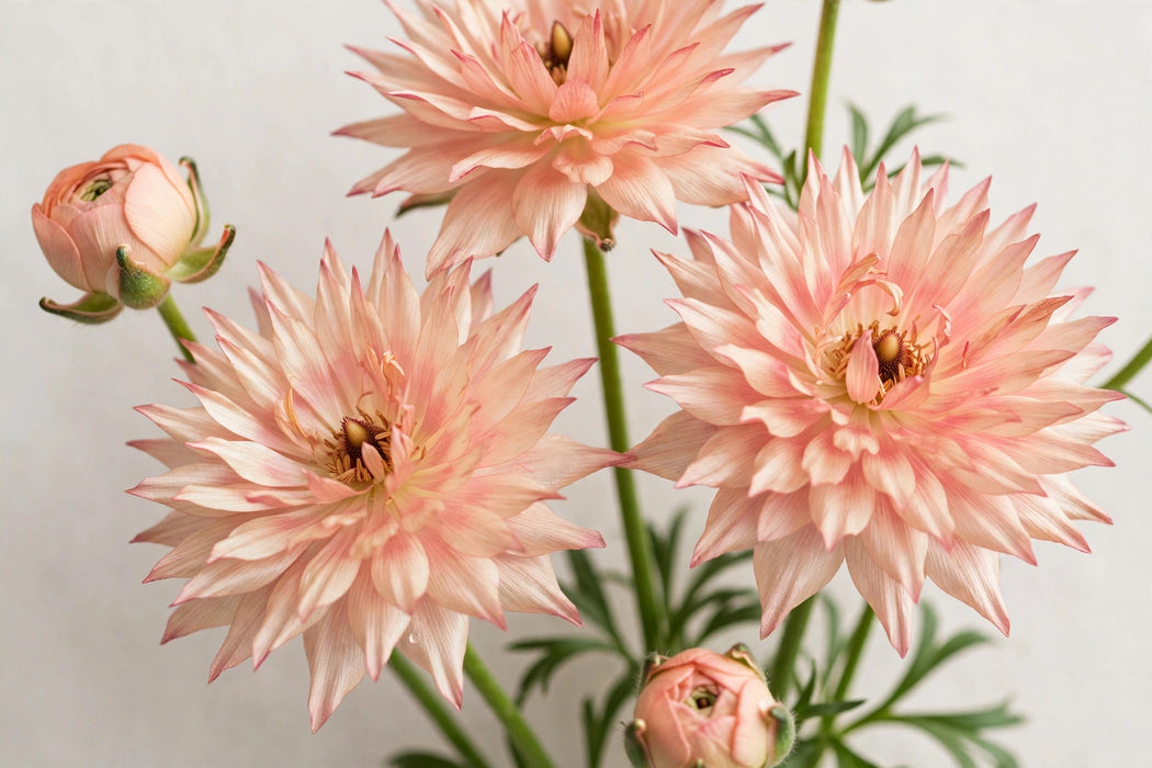 Ranunculus Flower Collection - Butterfly Ranunculus Eris Peach 40-50CM (120 STEMS / BX)