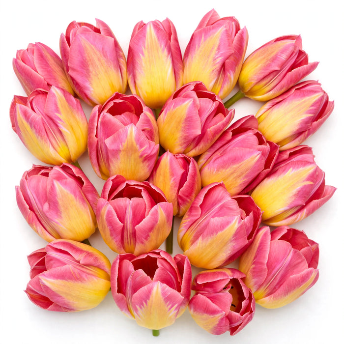 Tulip Collective - Tom Pouce 37Cm 35Gr - Bicolor Pink-Yellow - 150 Stems