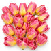Tulip Collective - Tom Pouce 37Cm 35Gr - Bicolor Pink-Yellow - 150 Stems