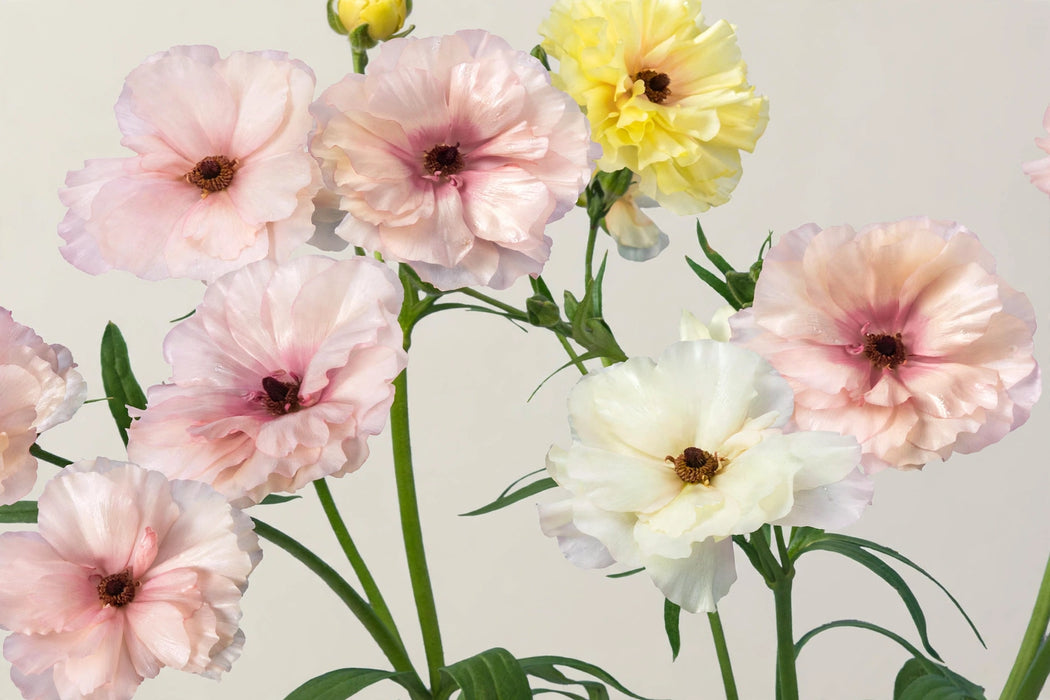 Ranunculus Flower Collection - Butterfly Ranunculus Assorted 40-50CM (120 STEMS / BX)