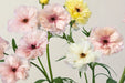 Ranunculus Flower Collection - Butterfly Ranunculus Assorted 40-50CM (120 STEMS / BX)