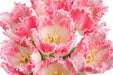 Tulip Collective - Frill Neglige 40Cm 35Gr - Bicolor Pink-White - 150 Stems