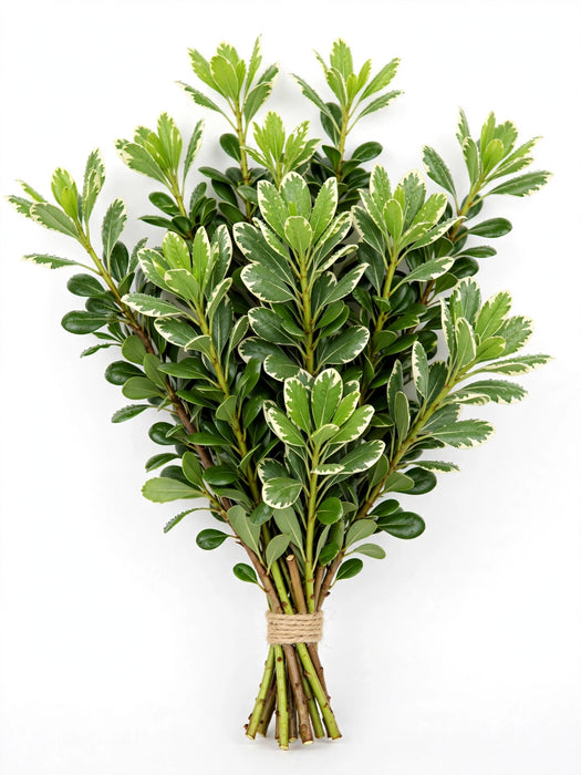 Pitt. Var - 30 Bunches/Box
